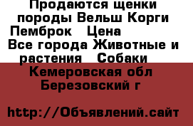 Продаются щенки породы Вельш Корги Пемброк › Цена ­ 40 000 - Все города Животные и растения » Собаки   . Кемеровская обл.,Березовский г.